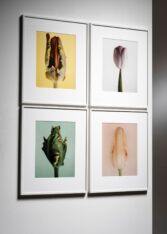 Thumbnail for Set of 4 photo images from the Tulip series by Wiedeman